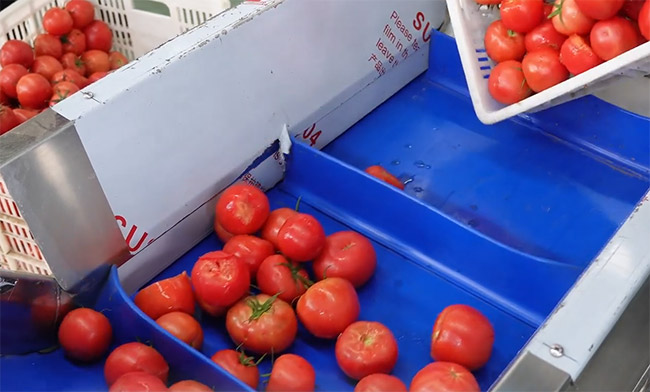 Conception de ligne de Production de Sauce tomate du lavage de tomate au remplissage