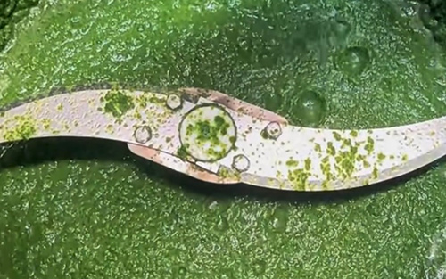 Analyse de l’évolution technologique des Machines à purée de légumes
